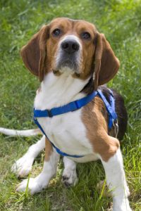 Beagle for a family dog