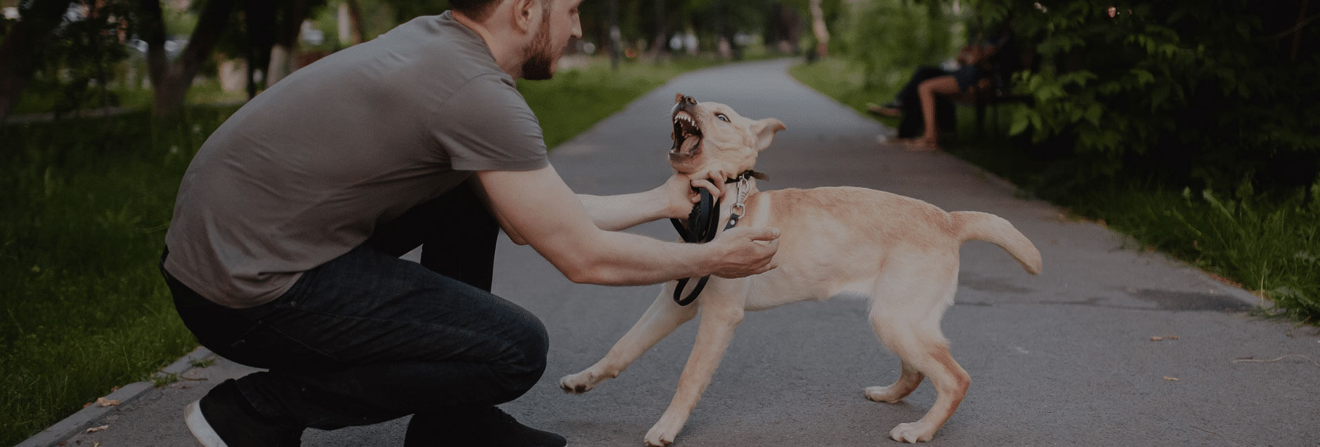 Long Beach Dog Bite Attorneys