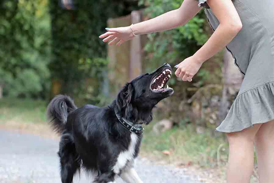 An aggressive dog attacking a woman