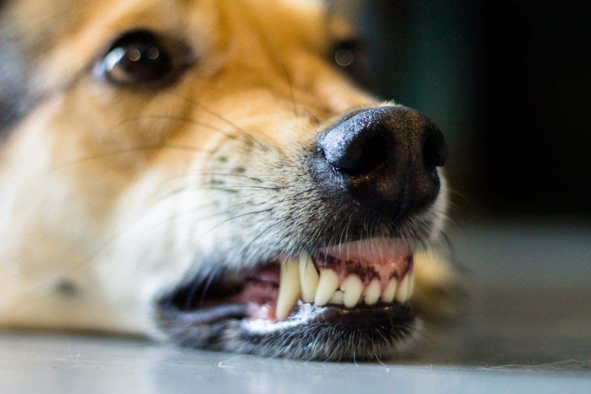 Close up of dog lying down baring teeth in warning