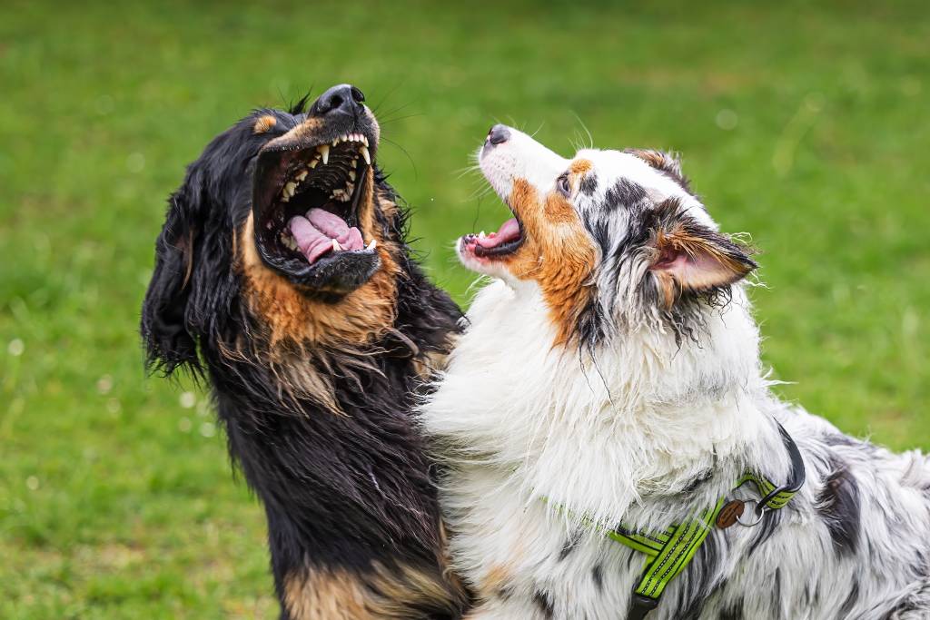 Close up of two wet dogs baring teeth during encounter in park